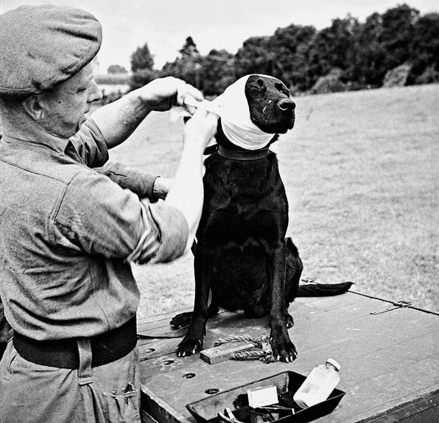 Героїзм чотирилапих: порятунок армійського пса-мінера у 1944 році