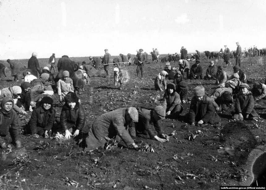 Збір мерзлої картоплі в Удачному, 1933: історичний аналіз