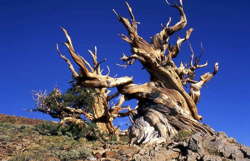 Bristlecone Pines - стародавні дерева в Каліфорнійському заповіднику
