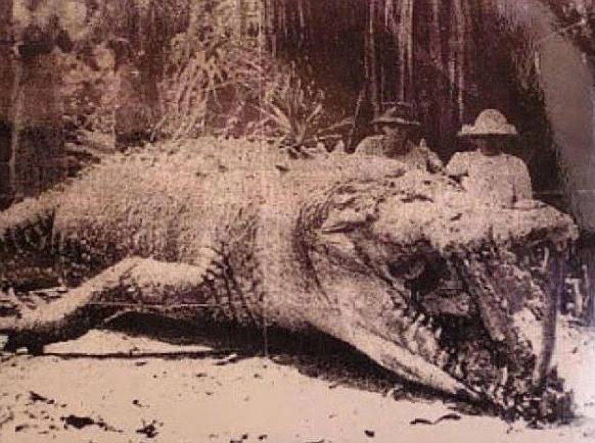 Рекордний виловлений крокодил (8,6 м). Квінсленд, Австралія, 1957 рік.