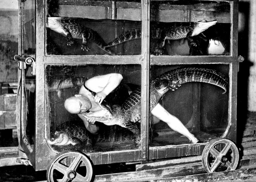 Боротьба циркового артиста з крокодилом у вагоні-акваріумі: історичний драматичний перформанс, Німеччина, 1933 рік
