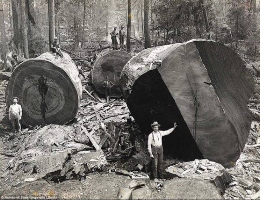 Ручна робота американських лісорубів кінця 19 століття.