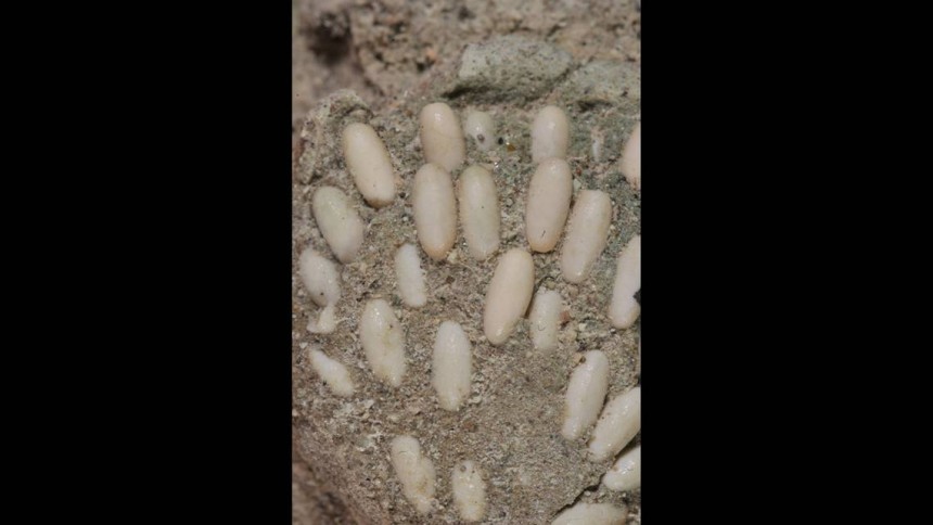 Загадка скам'янілих яєць з Орегони: дослідження таємниць минулого