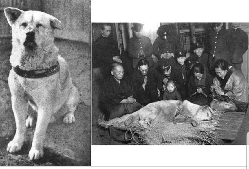 Посмертне фото Хатіко: історія знаменитого собаки Японії 1935 року