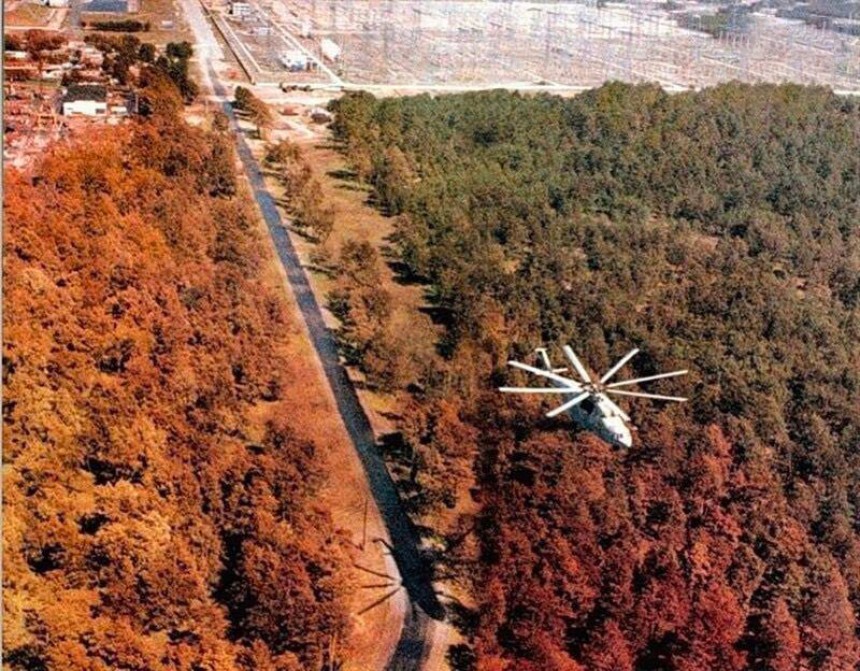 Рудий ліс Прип'ять 1986: наслідки радіації на природу