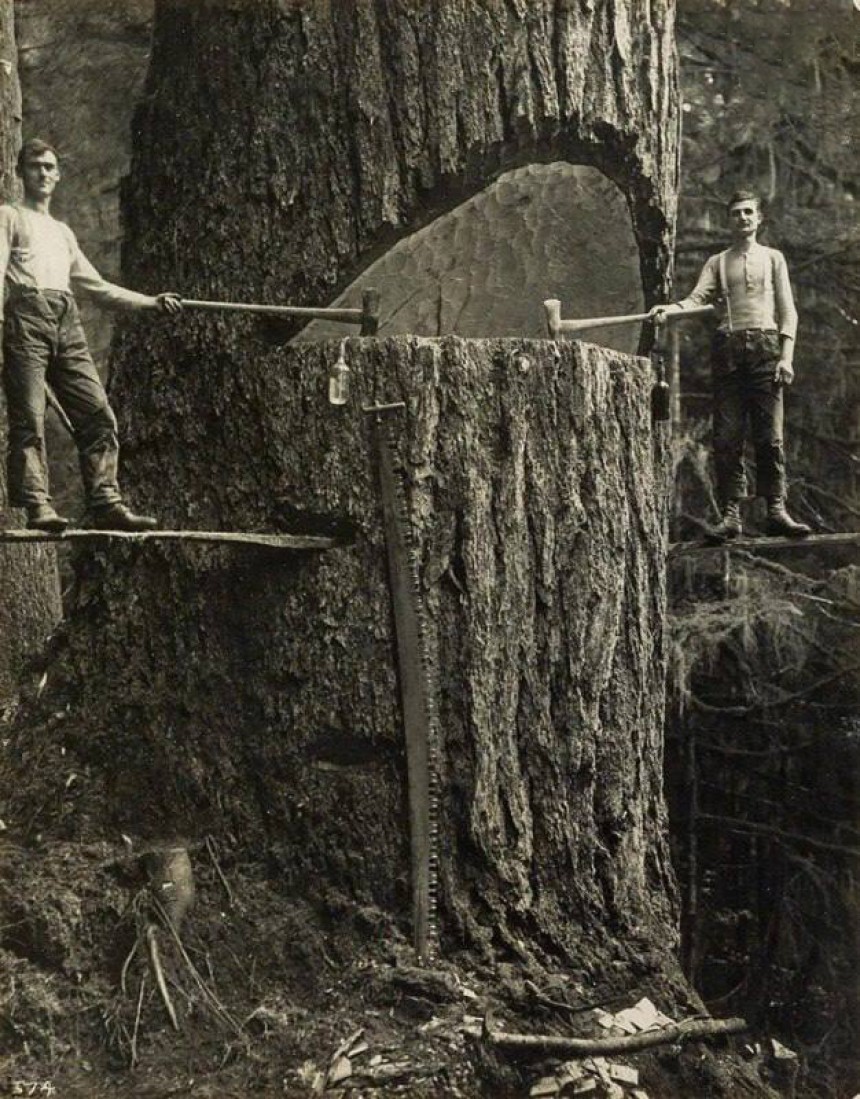 Два лісоруби та велике дерево на Тихоокеанському Північному заході 1915 рік