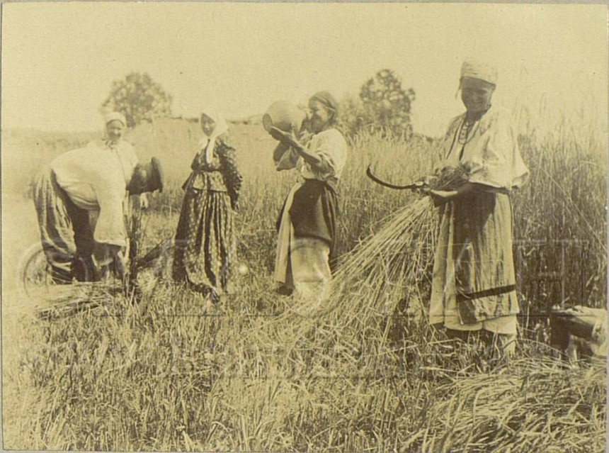 Жнива на Полтавщині 1894 року: жінки збирають врожай з серпами в полі