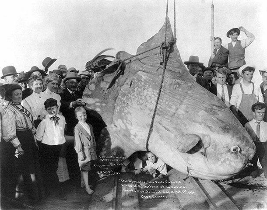 Риба-місяць 1910: рідкісний екземпляр Макмілана у всіх деталях